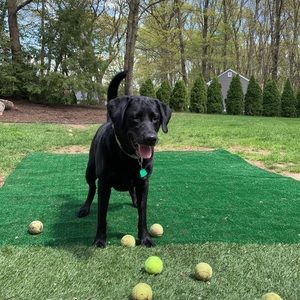 Meet your Posher, Belle